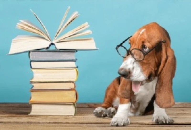 Hund mit Büchern